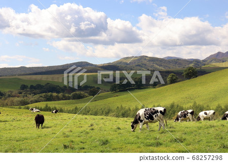 Hokkaido Kamishihoro Naitai Kogen Ranch Cute Beef 68257298