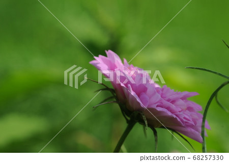 秋天的櫻桃樹 68257330