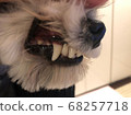 Schnauzer teeth 68257718