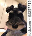 Staring schnauzer 68257719