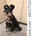 Schnauzer right after the haircut 68257720