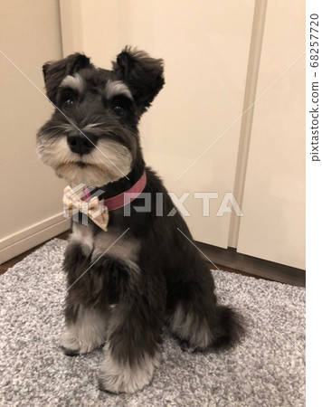 Schnauzer haircut 2024