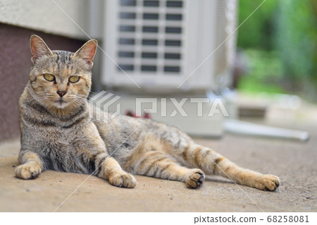 天草流浪貓 天草流浪貓 68258081
