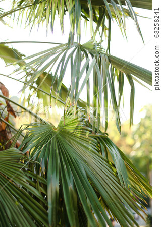 Green palm leaves in white sky background. Green palm leaves in white sky background. 68258241