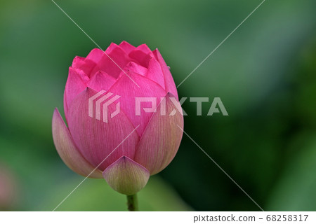 金殿的蓮花(Chiri no Akebono) 金殿的蓮花(Chiri no Akebono) 68258317