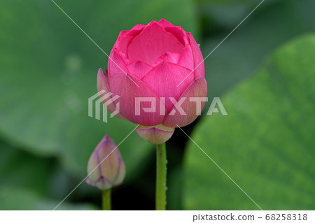 金殿的蓮花(Chiri no Akebono) 金殿的蓮花(Chiri no Akebono) 68258318
