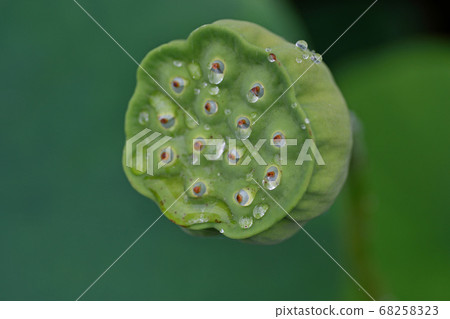 金殿的蓮花（Chiri no Akebono） 68258323