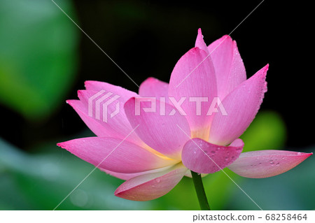 金殿的蓮花（Chiri no Akebono） 68258464