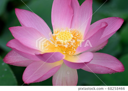 Lotus of the Golden Temple (Chiri no Akebono) 68258466
