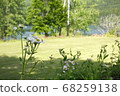 Halzion blooming in the mountains 68259138