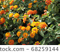 Orange lantana blooming on the roadside 68259144