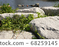 Coastal rocks and weeds growing there 68259145