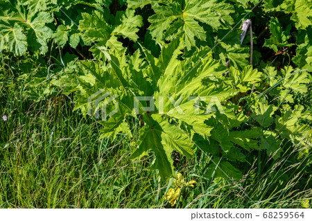 Heracleum sosnowskyi. Sosnowsky's hogweed 68259564