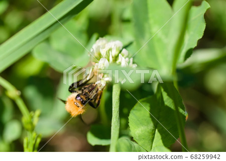 Honey bee Honey bee 68259942