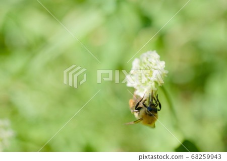 蜜蜂 68259943