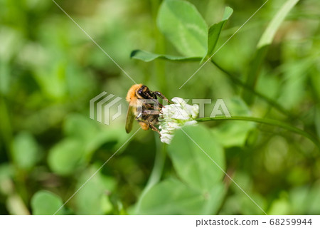 Honey bee 68259944