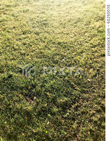 Texture of green fresh natural fluffy green grass Texture of green fresh natural fluffy green grass 68260038