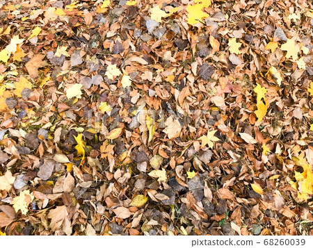 Texture of yellow and red, brown colorful natural Texture of yellow and red, brown colorful natural 68260039