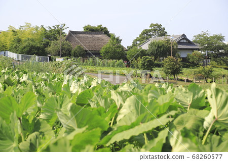 Taro field 68260577