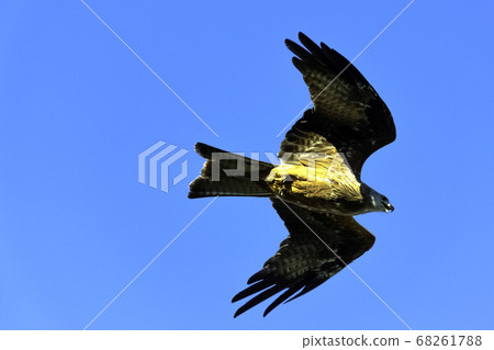 Flying black kite (Milvus migrans) Flying black kite (Milvus migrans) 68261788