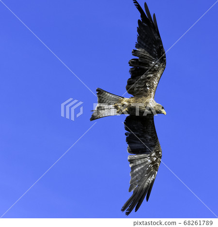Flying red kite (Milvus milvus) Flying red kite (Milvus milvus) 68261789