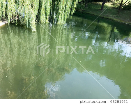 Green blooming water in a lake pond and branches Green blooming water in a lake pond and branches 68261951
