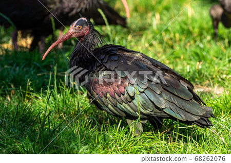 Northern Bald ibis, Geronticus eremita in the zoo 68262076