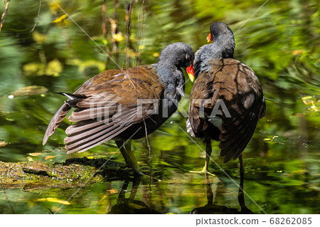 Common moorhen Gallinula chloropus also known as 68262085