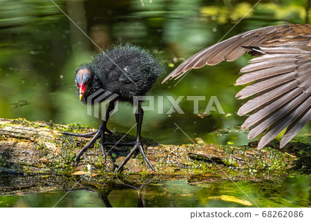 Little Common moorhen baby, Gallinula chloropus Little Common moorhen baby, Gallinula chloropus 68262086