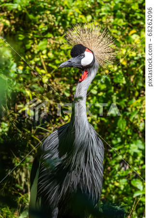 Black Crowned Crane, Balearica pavonina in a park Black Crowned Crane, Balearica pavonina in a park 68262096