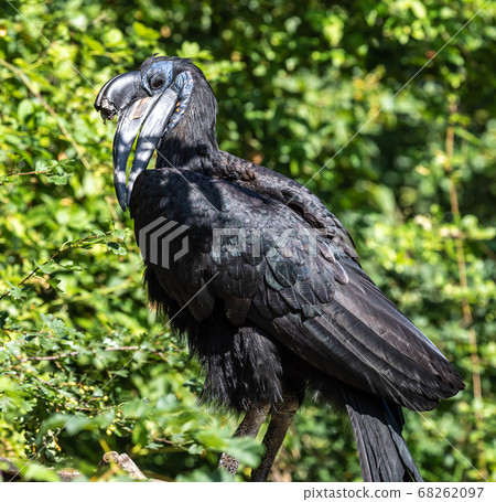 Abyssinian northern Ground Hornbill, Bucorvus 68262097