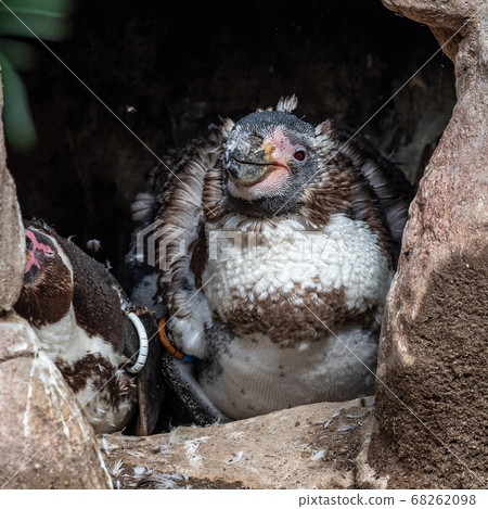 Humboldt Penguin, Spheniscus humboldti in a park 68262098
