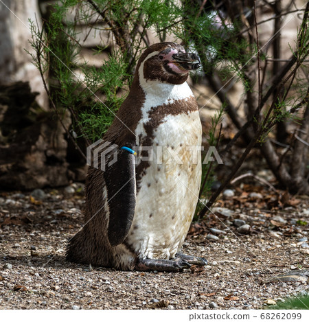 Humboldt Penguin, Spheniscus humboldti in a park 68262099