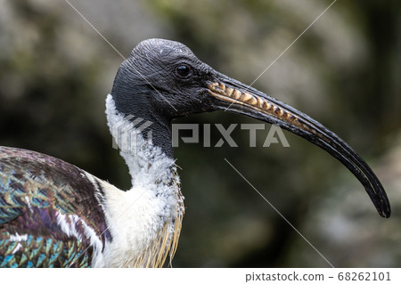 Straw-necked Ibis, Threskiornis spinicollis in the 68262101