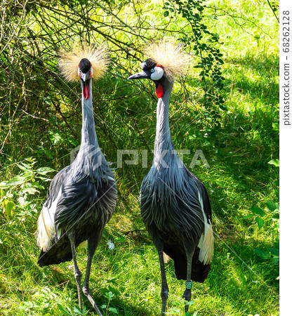 Black Crowned Crane, Balearica pavonina in a park Black Crowned Crane, Balearica pavonina in a park 68262128