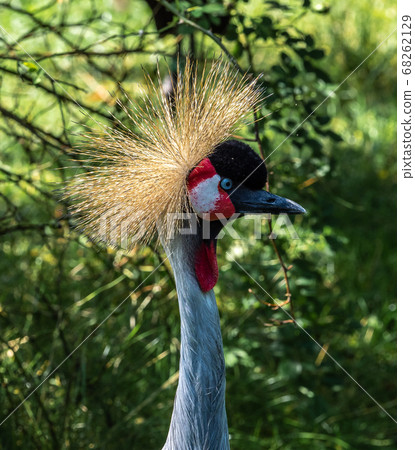 Black Crowned Crane, Balearica pavonina in a park 68262129