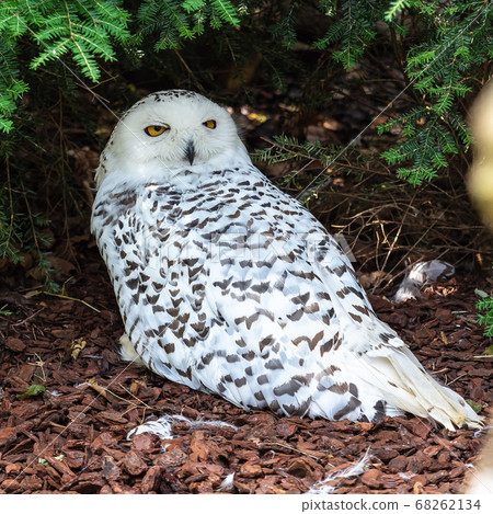 The Snowy Owl, Bubo scandiacus is a large, white 68262134