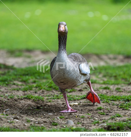 The greylag goose, Anser anser is a species of 68262157