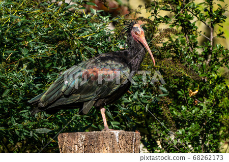 Northern Bald ibis, Geronticus eremita in the zoo 68262173