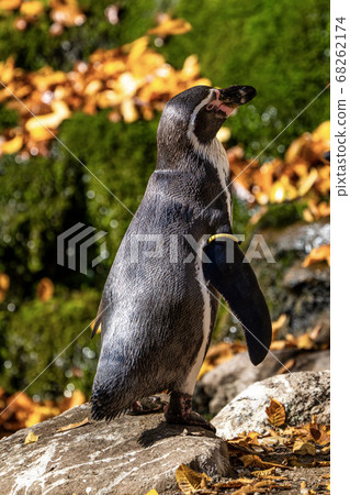 Humboldt Penguin, Spheniscus humboldti in the zoo 68262174