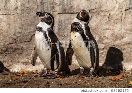 Humboldt Penguin, Spheniscus humboldti in the zoo 68262175