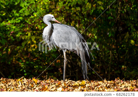 The Blue Crane, Grus paradisea, is an endangered 68262178