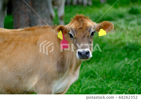 Brown swiss 68262352