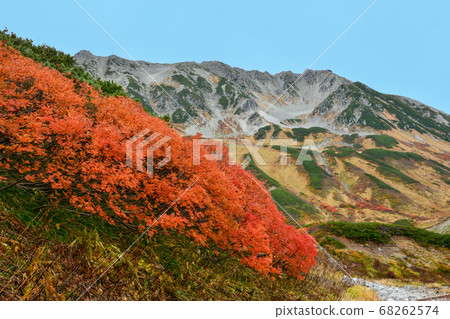 生長在北阿爾卑斯山 立山山脈 Masadake和碎石路旁的花grew的紅色漿果和花an葉子 立澤 照片素材 圖片 圖庫