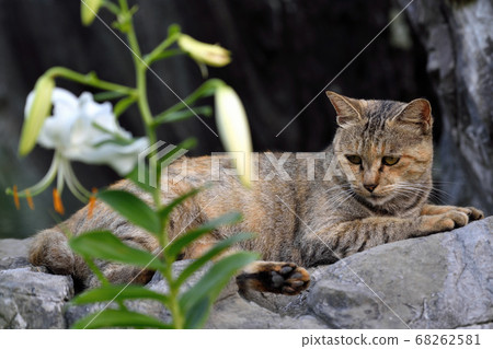 Amakusa stray cat 68262581