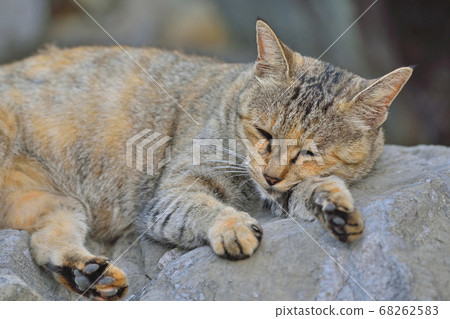 天草流浪貓 68262583