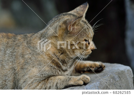 天草流浪貓 68262585