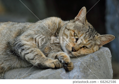 天草流浪貓 天草流浪貓 68262586