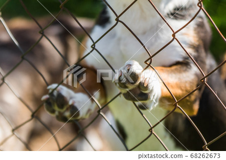 dog of unknown breed behind bars in a shelter dog of unknown breed behind bars in a shelter 68262673