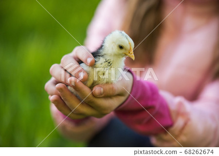 Little chicken in children s hands on nature Little chicken in children s hands on nature 68262674